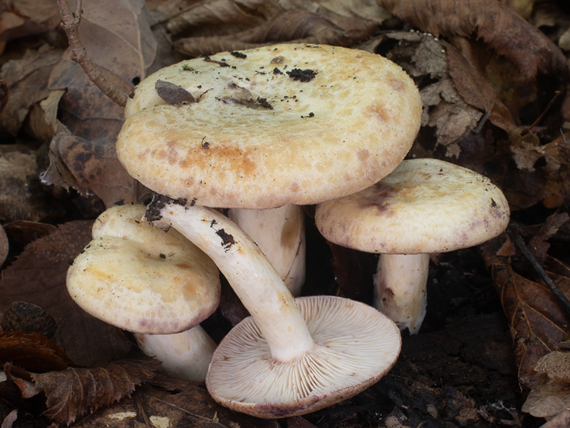 Lactarius flavidus